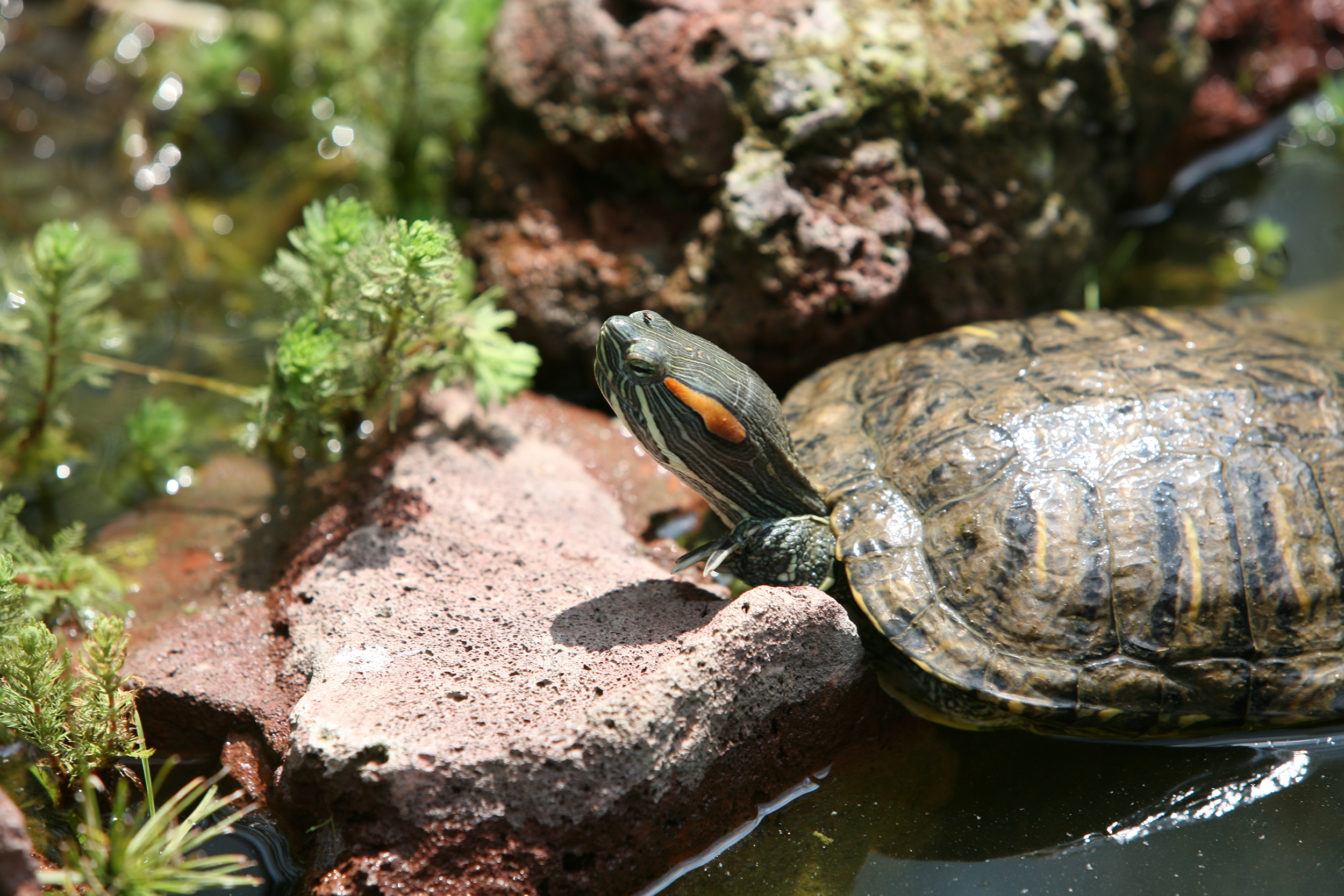 Schildkröte